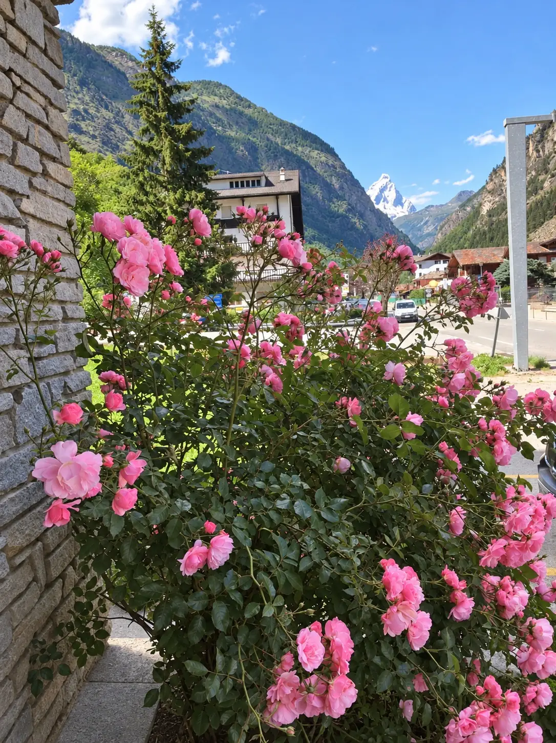Le rose fiorite d'estate, con le montagne dietro